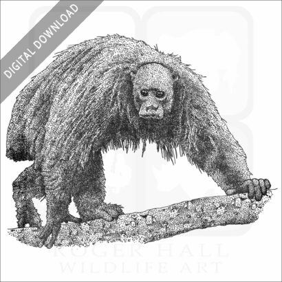 Bald Uakari