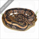 Ball Python stock image