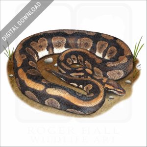 Ball Python stock image