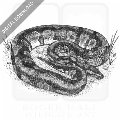 Ball Python