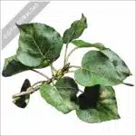 Balsam Poplar stock image