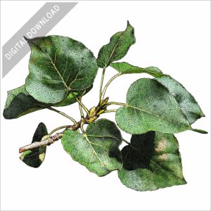Balsam Poplar stock image