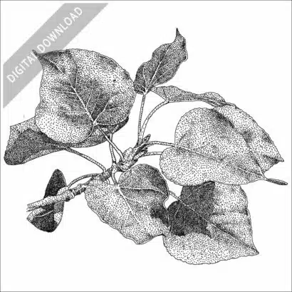 Balsam Poplar