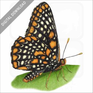 Baltimore Checkerspot Butterfly stock image