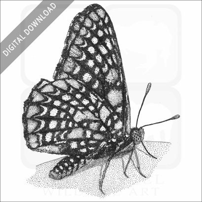 Baltimore Checkerspot Butterfly