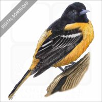 Baltimore Oriole stock image