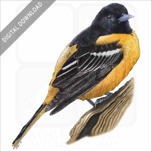 Baltimore Oriole stock image