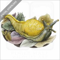 Banana Slug stock image