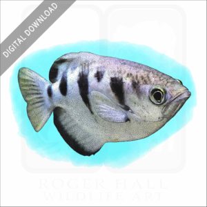 Banded Archerfish stock image