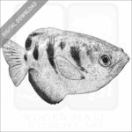 Banded Archerfish