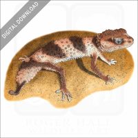 Banded Knob-Tailed Gecko stock art