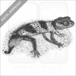 Banded Knob-Tailed Gecko