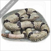 Banded-Rock Rattlesnake stock art