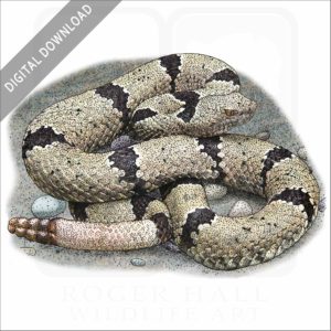 Banded-Rock Rattlesnake stock art