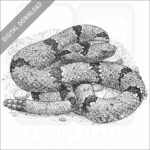 Banded-Rock Rattlesnake