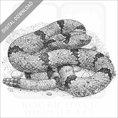 Banded-Rock Rattlesnake