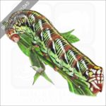 Banded-Sphinx Moth Caterpillar stock art