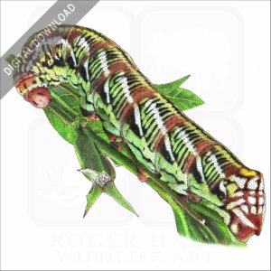 Banded-Sphinx Moth Caterpillar stock art