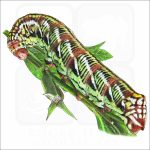 Banded-Sphinx Moth Caterpillar illustration