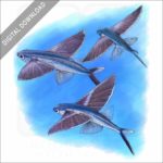 Bandwing Flying Fish stock image
