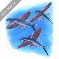 Bandwing Flying Fish stock image