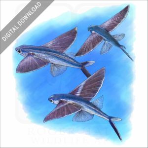 Bandwing Flying Fish stock image