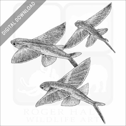 Bandwing Flying Fish