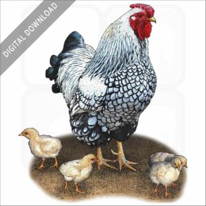 Bantam Chicken stock image