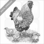 Bantam Chicken
