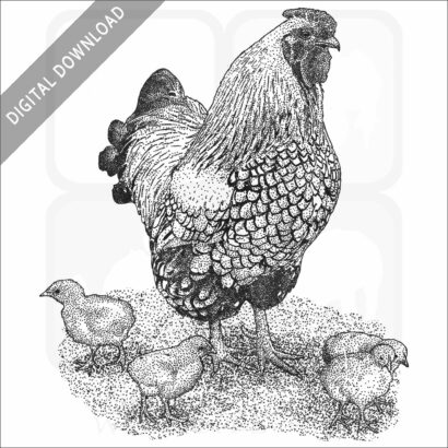 Bantam Chicken
