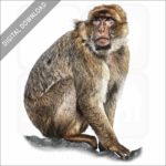 Barbary Macaque stock image