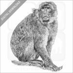 Barbary Macaque