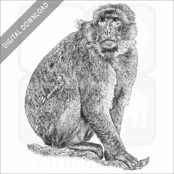 Barbary Macaque