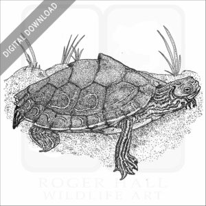 Barbour's Map Turtle