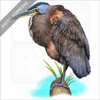 Bare-Throated Tiger Heron stock image