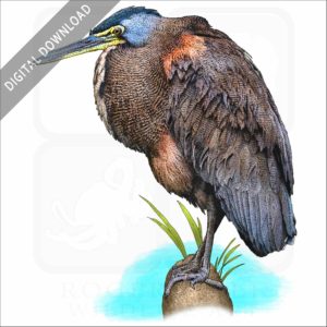 Bare-Throated Tiger Heron stock image