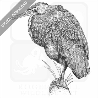 Bare-Throated Tiger Heron