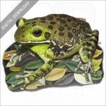 Barking Treefrog stock image