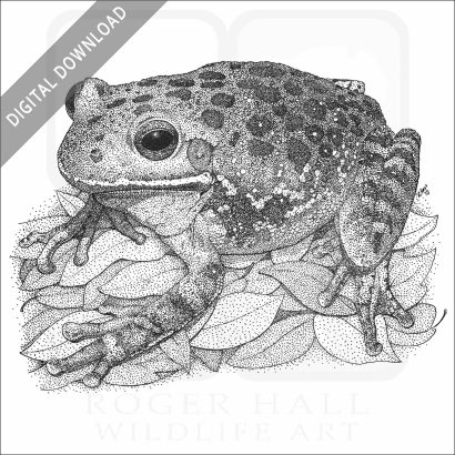 Barking Treefrog