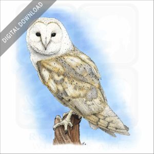 Barn Owl stock image