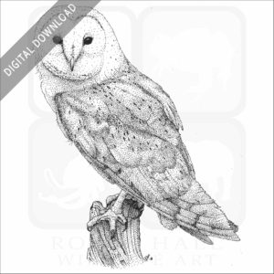 Barn Owl