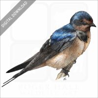 Barn Swallow stock image