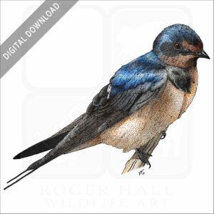 Barn Swallow stock image