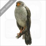 Barred Forest Falcon stock image