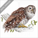 Barred Owl stock image