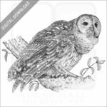 Barred Owl