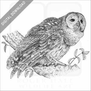 Barred Owl