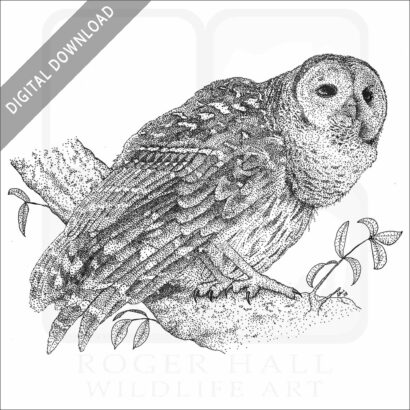 Barred Owl