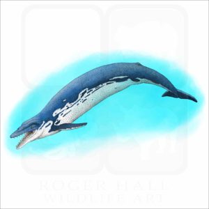 Basilosaurus illustration