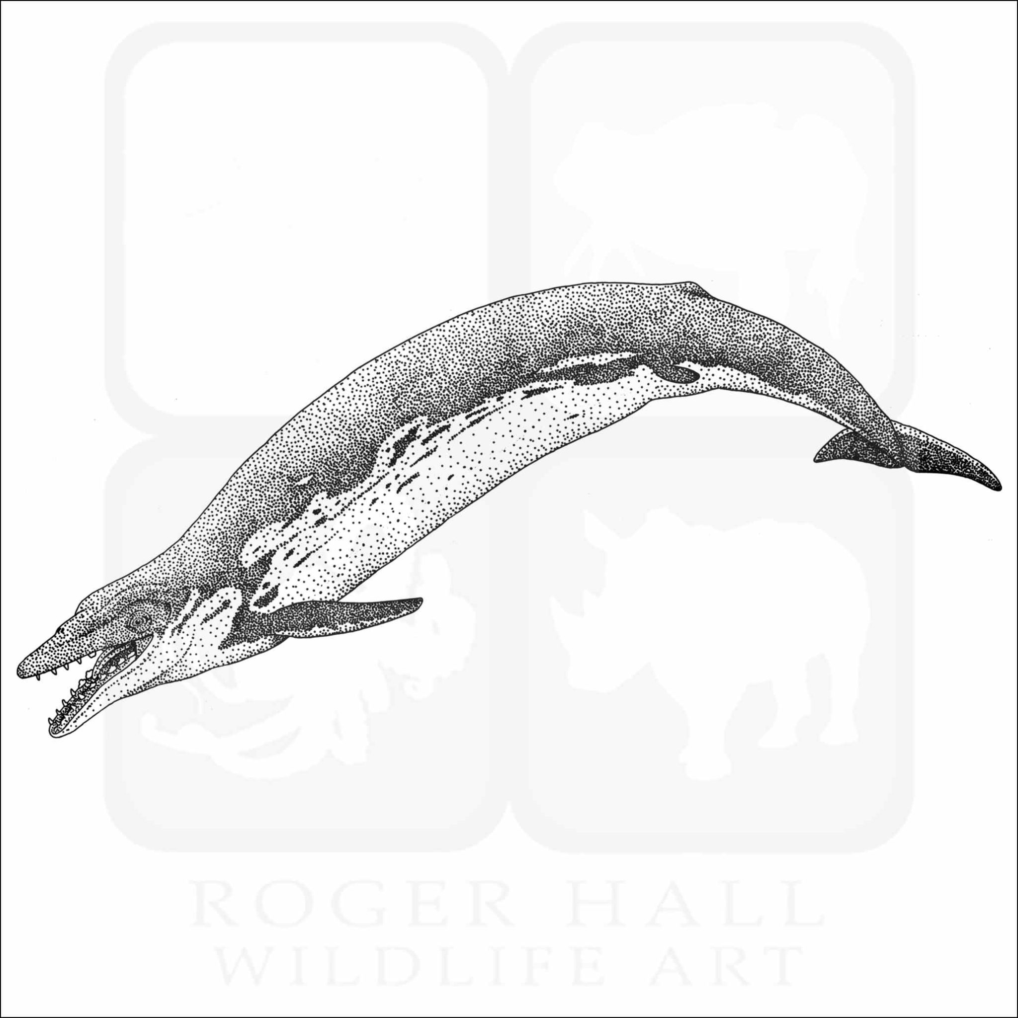 Basilosaurus Signed Fine Art Print inkart